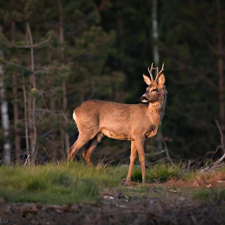 Вилла Kaszubska Odskocznia Ostoja Bukowo Borowy Mlyn Экстерьер фото